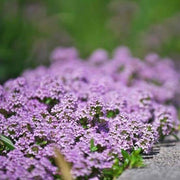 Purple Creeping Thyme Seeds, Herbal