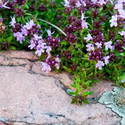 Mother of Thyme Seeds, Herbal