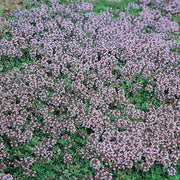 Mother of Thyme Seeds, Herbal