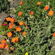Orange Creeping Thyme Seeds, Herbal