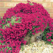 Pink Creeping Thyme Seeds, Herbal