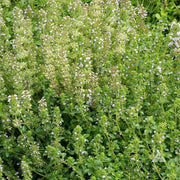Thyme Seeds - All In One For Home Gardens