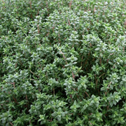Thyme Seeds - All In One For Home Gardens