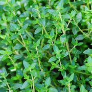 Thyme Seeds - Herbal Plant For Home Gardens Seeds