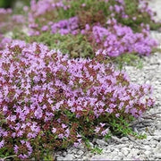 Creeping Thyme Seeds, Herbal