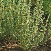Fragrantissimus Thyme Seeds, Herbal