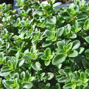 Lemon Thyme Seeds, Herbal