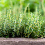 Orange Thyme Seeds, Herbal