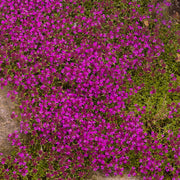 Pink Creeping Thyme Seeds, Herbal
