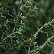 Winter Thyme Seeds, Herbal
