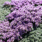 Creeping Thyme Seeds, Herbal