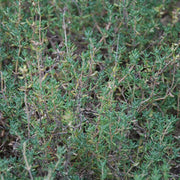 Fragrantissimus Thyme Seeds, Herbal