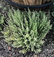 Orange Thyme Seeds, Herbal
