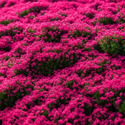 Herbal Plant Climbing Thyme Seeds