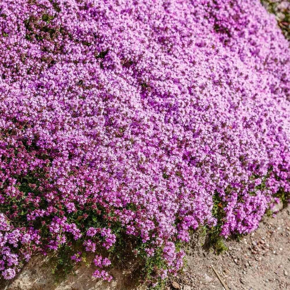 Creeping Thyme Seeds, Herbal