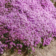 Creeping Thyme Seeds, Herbal