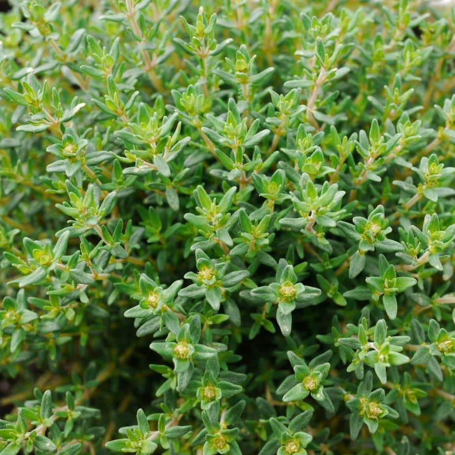 Fragrantissimus Thyme Seeds, Herbal