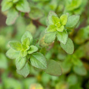Lemon Thyme Seeds, Herbal