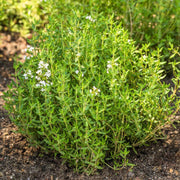 Orange Thyme Seeds, Herbal