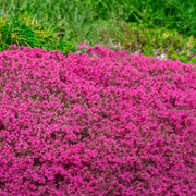 Pink Creeping Thyme Seeds, Herbal