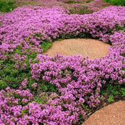 Purple Creeping Thyme Seeds, Herbal