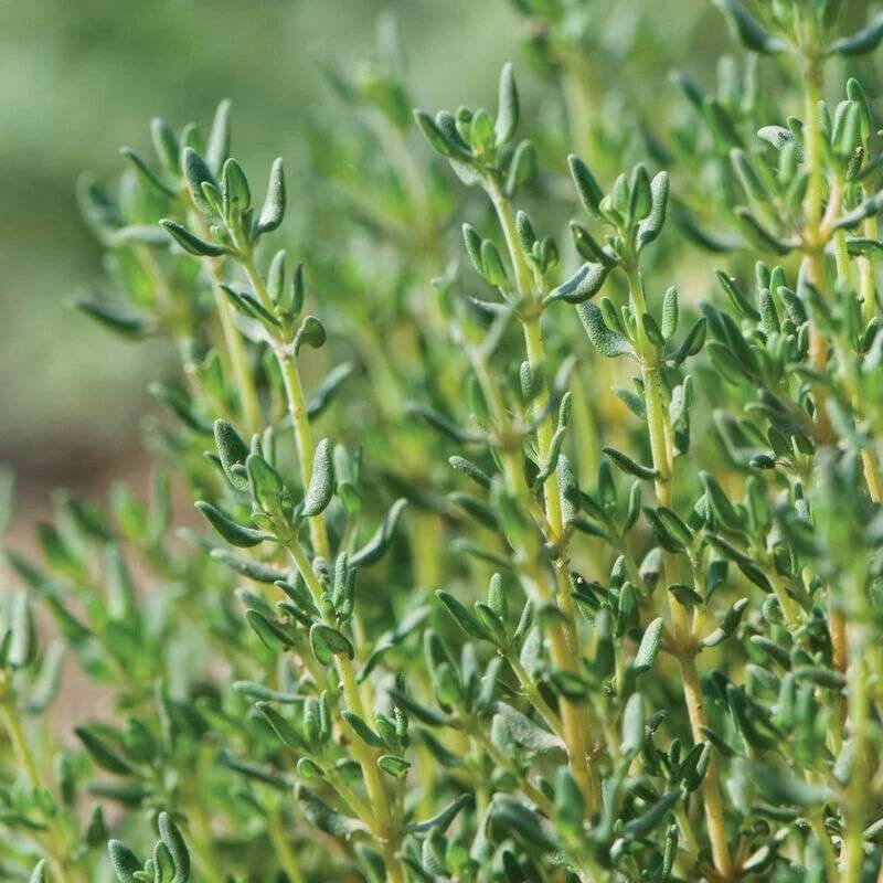 Winter Thyme Seeds, Herbal