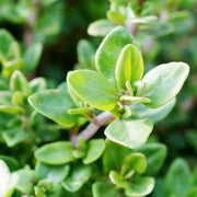 Zitrone Thyme Seeds, Herbal