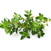 Zitrone Thyme Seeds, Herbal