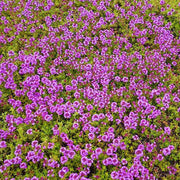 Thymus Serpyllum Seeds - Flower Plant