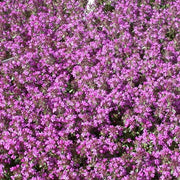 Thymus Serpyllum Seeds - Flower Plant