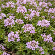Thymus Serpyllum Seeds - Flower Plant