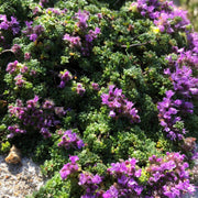 Thymus Serpyllum Seeds
