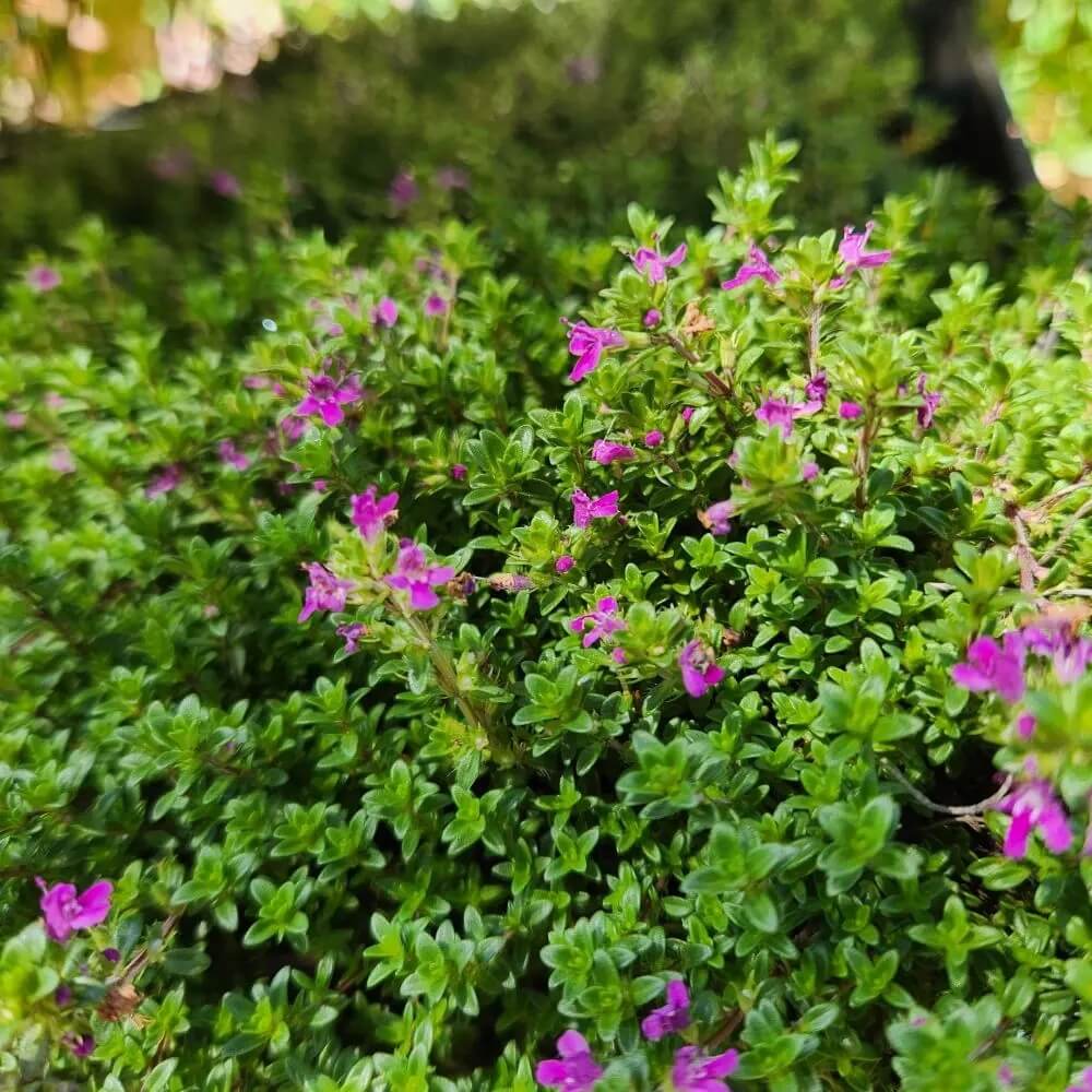 Thymus Serpyllum Seeds - Flower Plant