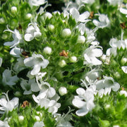 Thymus Serpyllum Seeds - Flower Plant