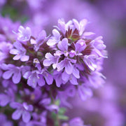 Lemon Thyme Seeds - Herbal Seeds