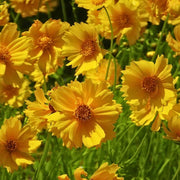 Bright Tickseed Seeds