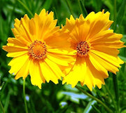 Coreopsis Tickseed Seeds