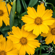 Bright Tickseed Seeds