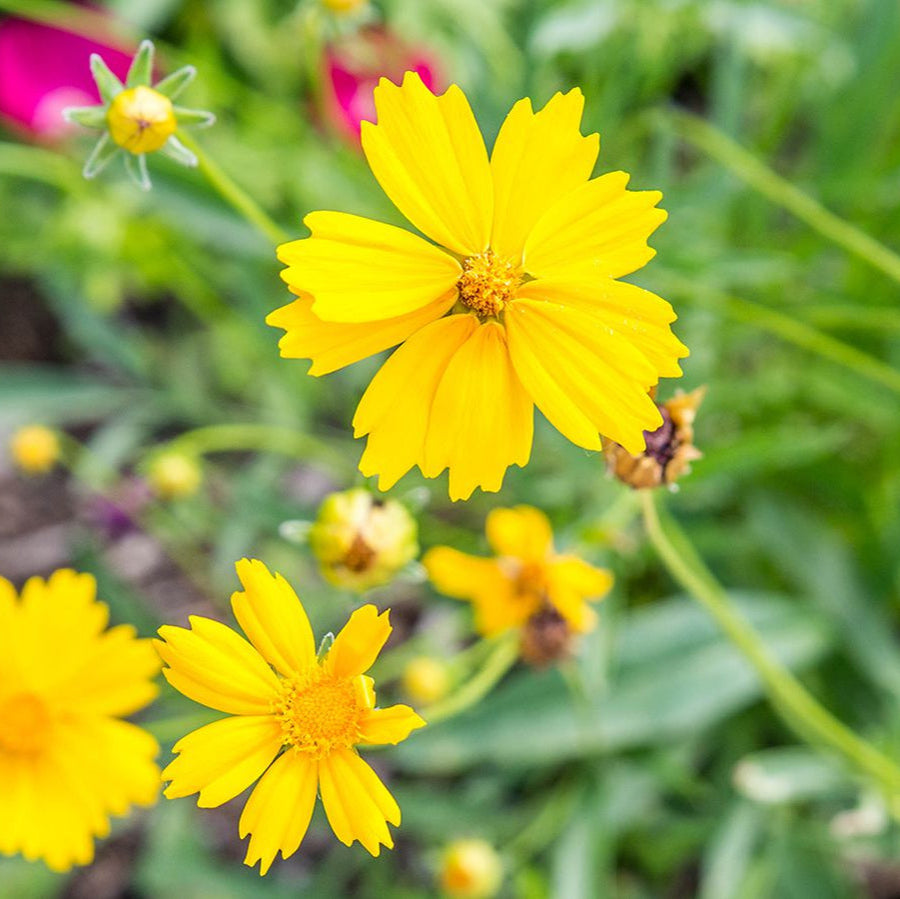 Coreopsis Tickseed Seeds