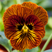Unique Variegated Tiger Eye Seeds