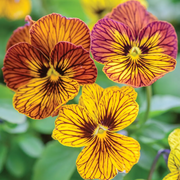 Unique Variegated Tiger Eye Seeds