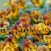 Unique Variegated Tiger Eye Seeds