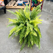 Tiger Fern Seeds