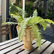 Tiger Fern Seeds