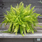 Tiger Fern Seeds