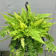 Tiger Fern Seeds