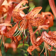 Lily Flower Seeds – Lilium spp.