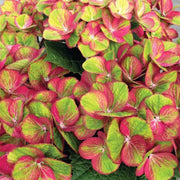 Green Pink Hydrangea Seeds