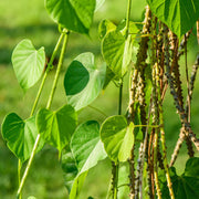Tinospora Seeds - Herbal Plant for Home Gardens Seeds