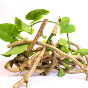 Tinospora Seeds - Herbal Plant for Home Gardens Seeds